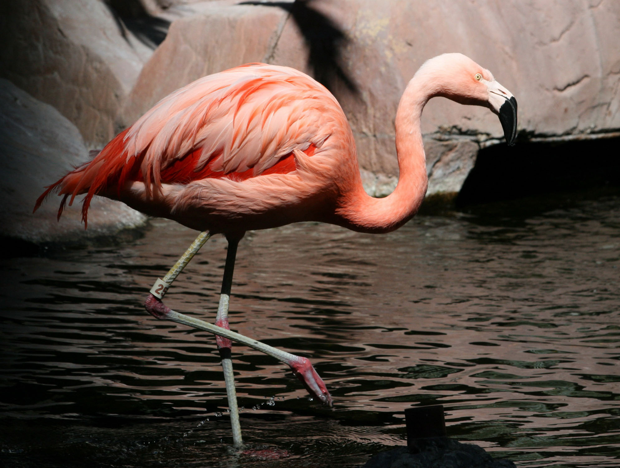 Birds of the world flmingos phoenicopteridae 